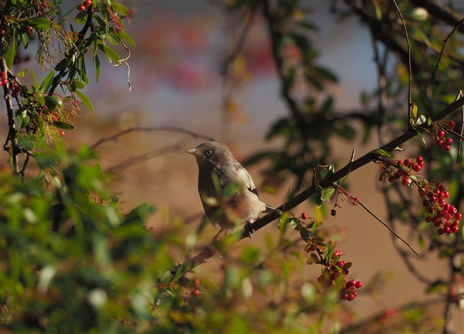 JNh,White-shouldered Starling